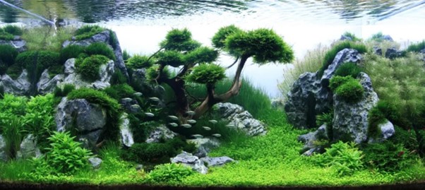 Aquascaping Art Designing Amazing Underwater Landscapes for Newcomers